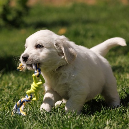 Chewing toy with rope "Bow", 11 cm, mix of flowers-7