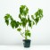 Currant Black Black Pearl, C2 pot, H20-40 Height, 1 pc, summer 2024