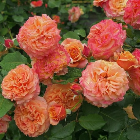 Seedling rose la Villa Kota, Shrab-Rosa, pot 2 l., Summer 2024