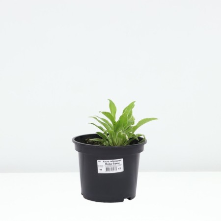 Host Hybrid Vide Brim, C2 pot, H10-50 Height, 1 pc, summer 2024-2