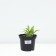 Host Hybrid Vide Brim, C2 pot, H10-50 Height, 1 pc, summer 2024