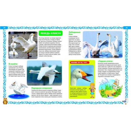 Big book about birds. Illustrated encyclopedia-8