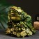 Piggy bank "Toad on money" Green with gilding, 15x15x15cm