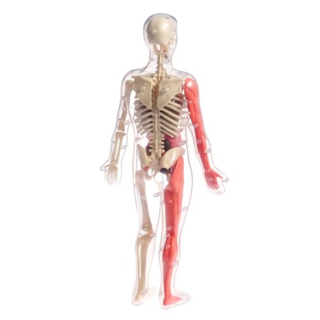 A set for experiments on the anatomy "body structure", glows in the dark, with soft organs-11