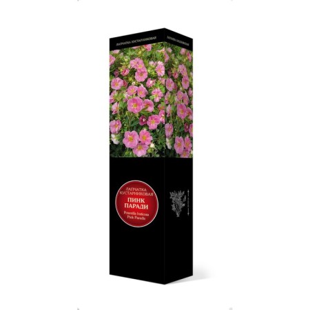 Lapceta shrub suite "Pink Paradis", 1 pc, tube, spring 2025