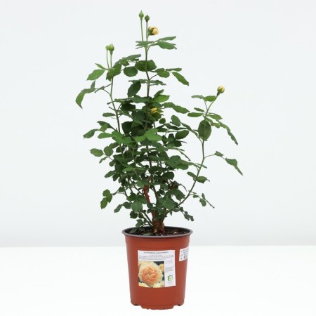 Rose English Golden Selebreishchens, C3.5 pot, H25-45, 1 pc, summer 2024-2