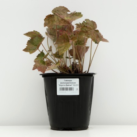 Heeher small -flowered "Shusta Daisy", pot C3, 1 pc, Spring 2024-2