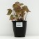 Heeher small -flowered "Shusta Daisy", pot C3, 1 pc, Spring 2024