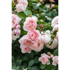 Seedling rose English park 