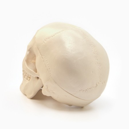 Model "Human Skull" 10*10cm-2