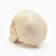 Model "Human Skull" 10*10cm