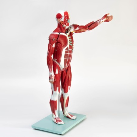The layout "The body of a person, muscles, internal organs", collapsible 78cm-2