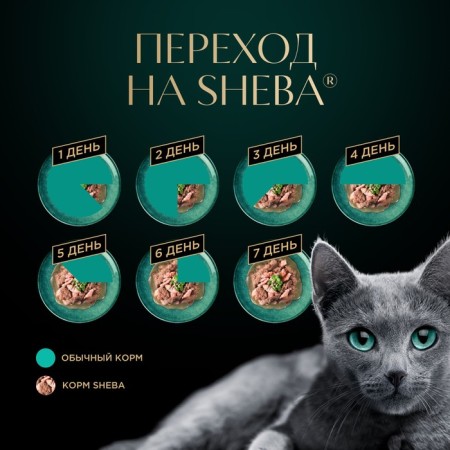 SHEBA wet food for cats, chicken in jelly, spider, 75-4