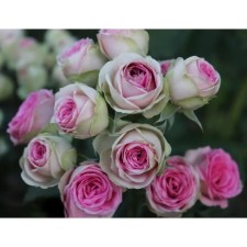 Seedling rose spray 
