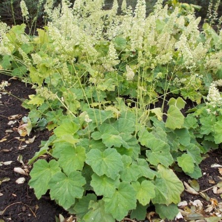 Heihera shaggy, P9 pot, 1 pc, spring 2024
