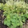 Heihera shaggy, P9 pot, 1 pc, spring 2024