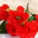Bouquet "Clove Garden Galant" 7x29 cm, mix