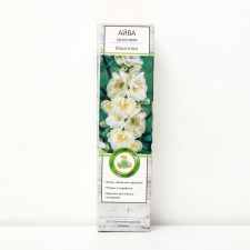 Aiva Beautiful (Henomeles) 