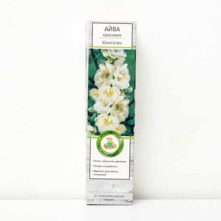 Aiva Beautiful (Henomeles) "Yukigoten", 1 pc, tube, spring 2025