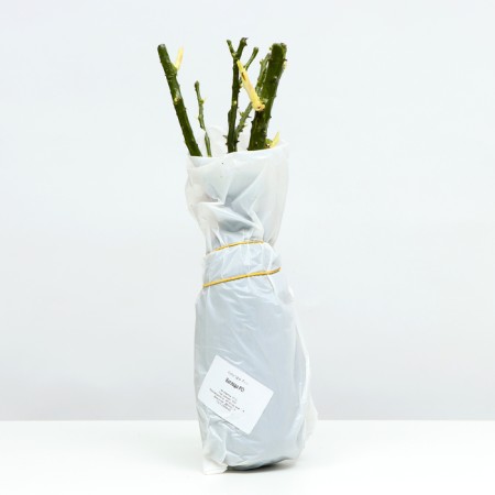 Seedling rose Floribunda (bush) ballad, 1 pc, spring 2024-3