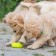 Chewing toy for dogs "Tire" 9 cm, light green