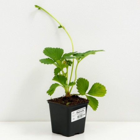 Strawberries Garden Mary, P9 Pot, 1 pc, Summer 2024-1