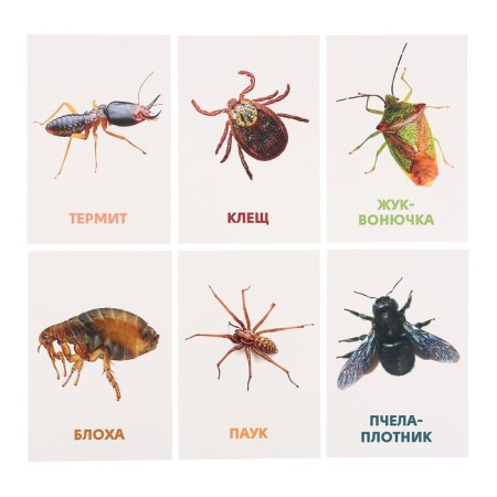 Developing cards "insects"-4