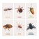 Developing cards "insects"