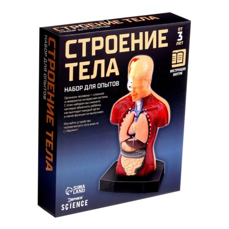 Scientific experience "Body structure"-8