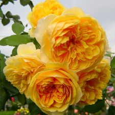 Seedling rose English park 