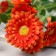Artificial flowers "Devichy Tax" 6x65 cm, bright orange