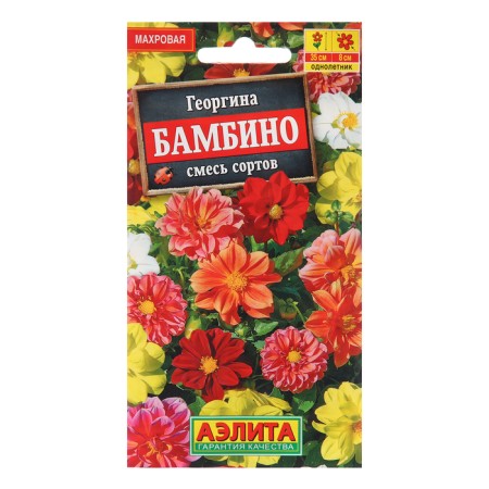 Georgina Terry Bambino, a mixture of varieties 7 pcs ---