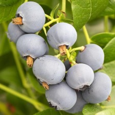 Blueberries tall Polaris, C2 pot, H20-40 Height, 1 pc, summer 2024