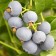 Blueberries tall Polaris, C2 pot, H20-40 Height, 1 pc, summer 2024