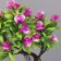 Bonsai in a pot "A tree with thin leaves and flowers" 10x24 cm, mix