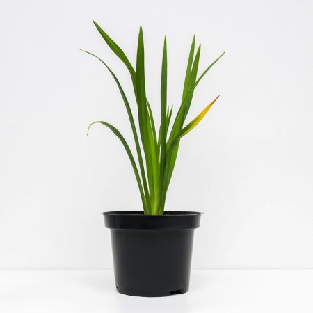 Lilenik hybrid anzak, C2 pot, H10-50 height, 1 pc, summer 2024-1