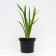 Lilenik hybrid anzak, C2 pot, H10-50 height, 1 pc, summer 2024