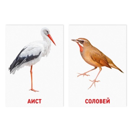 Educational cards according to the method of Glena Doman "Birds", 8 cards, 2+-1
