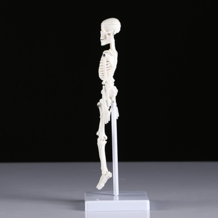 Model "Human Skeleton" 22cm-2