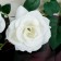 Artificial flowers "Rosa Triad" 7*62 cm, white