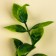 A branch of greens, size 1 pc. - 12 × 3 × 3 cm, set 3 pcs.