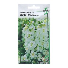 Angelonia flowers 