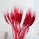 Dry Column of wheat, set 50 pcs., Red color