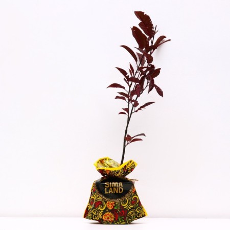 Cheremoda seedling red tent, pot 2l., Summer 2024