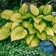 Khosta FORCHUNA "GOLD Standard", pot C3, 1 pc, Spring 2024