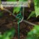 Pegs for garter plants, h = 100 cm, d = 0.3 cm, wire, green, greengo