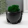Kashpo concrete "Skull Silence" with moss 6.5x10 cm black (moss green stabilized)