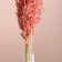 Set of dried flowers "oats", banch length 55-65 (+/- 6 cm), peach