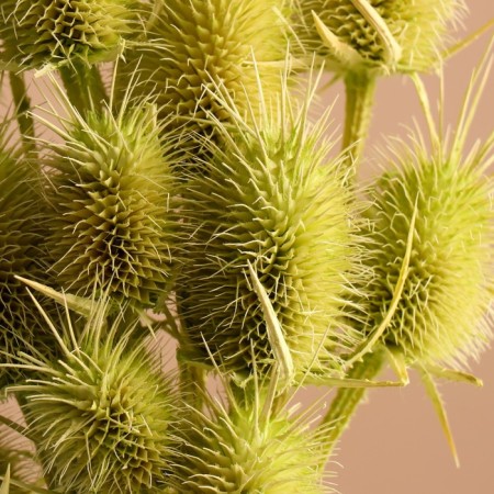 Set of dried flowers "Brush", banch 7-8 pcs, length 50 (+/- 6 cm), green apple-1