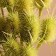 Set of dried flowers "Brush", banch 7-8 pcs, length 50 (+/- 6 cm), green apple